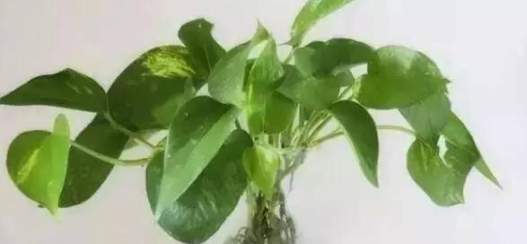 纯净水浇绿萝的正确方法和注意事项是什么？
