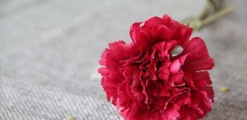 康乃馨的寓意是什么？不同颜色的康乃馨花语有何不同？