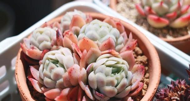 纯奶浇多肉植物会有什么影响？正确浇水方法是什么？