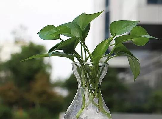 纯奶浇花真的好吗？使用纯奶浇花的正确方法是什么？