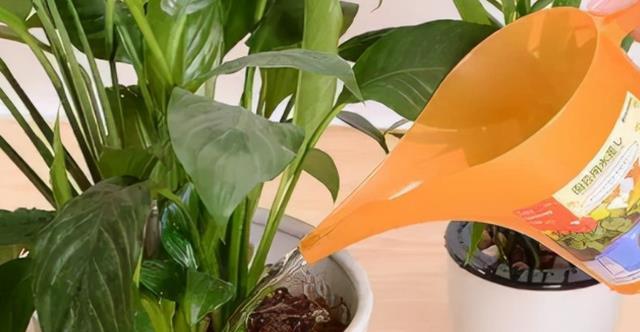 纯奶能浇花吗？适合浇什么类型的花？