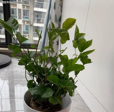 纯奶能浇花吗？适合浇什么类型的花？
