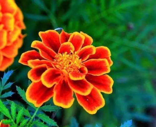 孔雀草的花语是什么？如何用它表达爱意？