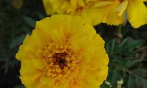 孔雀草的花语是什么？如何用它表达爱意？
