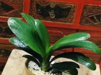 纯牛奶可以用来浇哪些花？使用纯牛奶浇花的好处和注意事项是什么？