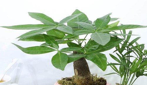 纯牛奶可以用来浇哪些花？使用纯牛奶浇花的好处和注意事项是什么？