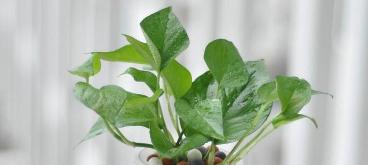 纯牛奶可以用来浇哪些花？使用纯牛奶浇花的好处和注意事项是什么？