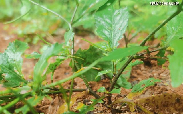 纯沙子适合种什么菜？沙质土壤种植蔬菜的技巧是什么？