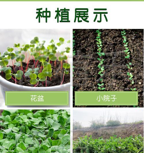 纯沙子适合种什么菜？沙质土壤种植蔬菜的技巧是什么？