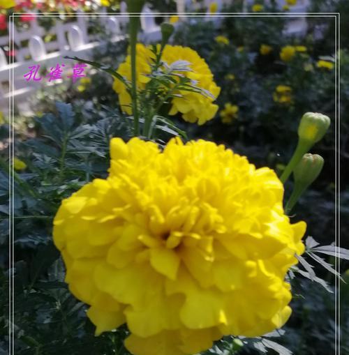 孔雀花的花语是什么？了解孔雀花的象征意义和用途？