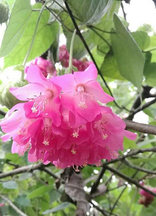 孔雀花的花语是什么？了解孔雀花的象征意义和用途？