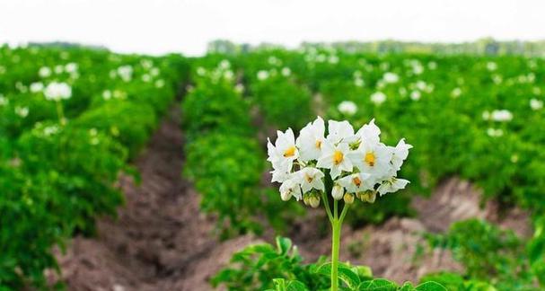 纯沙子适合种植哪些蔬菜？如何改善沙质土壤？