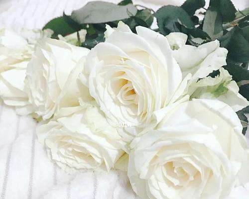 枯萎的白玫瑰代表什么含义？花语解读及常见疑问解答？