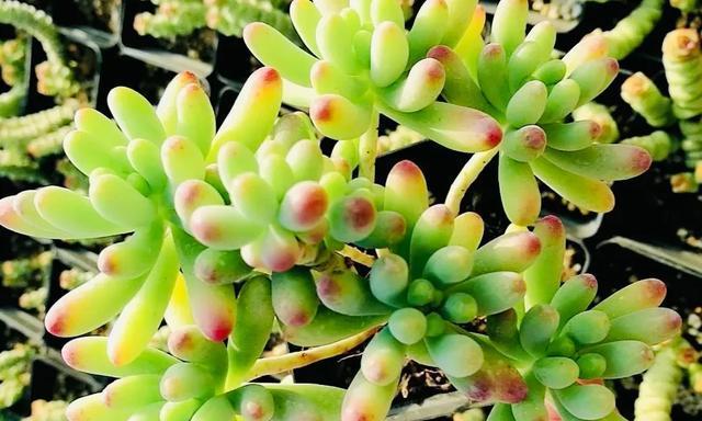 纯椰糠种植多肉植物的正确方法是什么？
