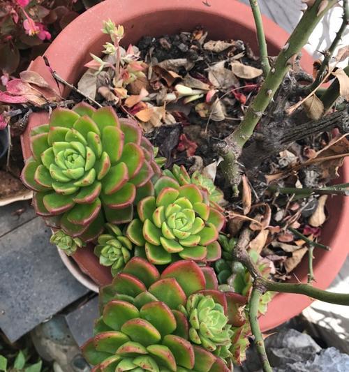纯椰糠种植多肉植物的正确方法是什么？