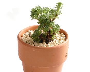 纯椰糠种植多肉植物的正确方法是什么？