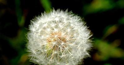 款冬蒲公英的生日花语是什么？为何被称为早熟？