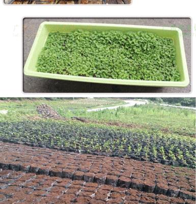 纯椰糠可以种花吗？使用纯椰糠种植花卉的利弊是什么？