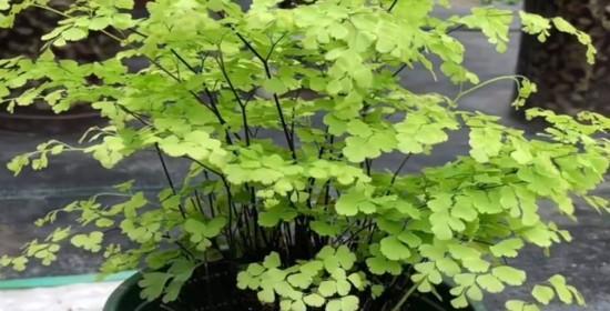 纯椰糠可以种花吗？使用纯椰糠种植花卉的利弊是什么？