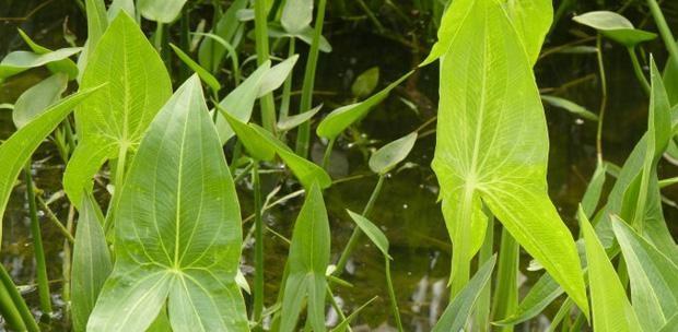 茨菇有哪些神奇的功效？如何正确食用以发挥其作用？
