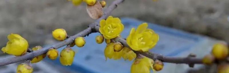 腊梅的花语是什么？适合送给哪些人？