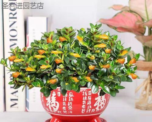 瓷盆适合养什么花？如何选择适合的花卉种类？