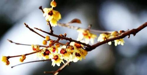 腊梅的花语是什么？腊梅象征着什么含义？