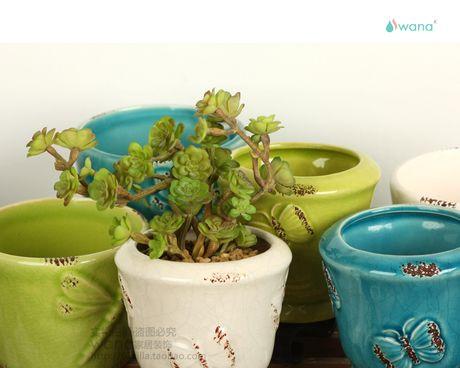 瓷盆适合种什么植物？如何选择适合的植物种类？