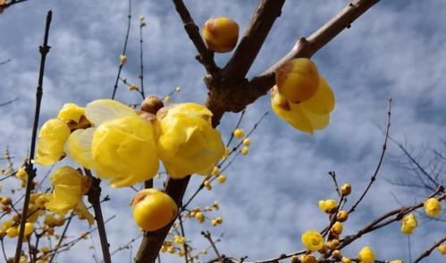 腊梅花象征着什么？腊梅花的寓意有哪些常见误解？
