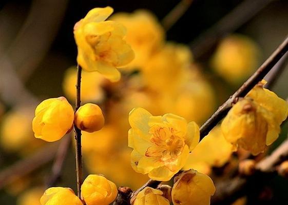 腊梅花象征着什么？腊梅花的寓意有哪些常见误解？