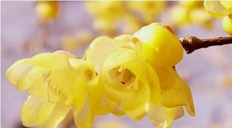 腊梅花花语是什么？如何用腊梅表达情感？