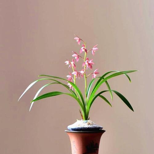 兰草花的花语是什么？了解其独特含义与象征意义？