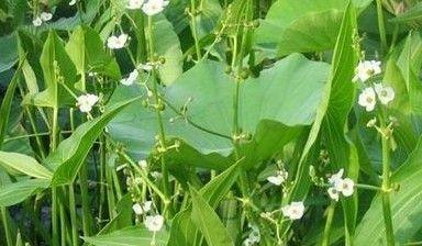 慈古是什么植物？慈古植物的特性及用途是什么？