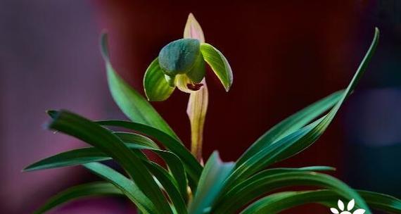 兰花的花语和寓意是什么？如何挑选寓意吉祥的兰花品种？