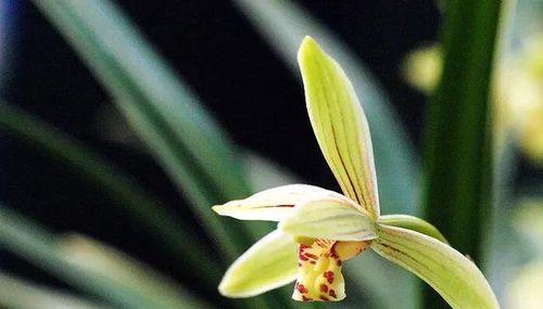 兰花的花语和寓意是什么？如何挑选寓意吉祥的兰花品种？