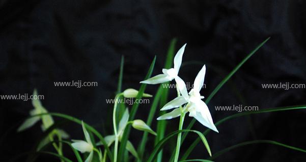 兰花的花语是什么？兰花代表的含义有哪些？