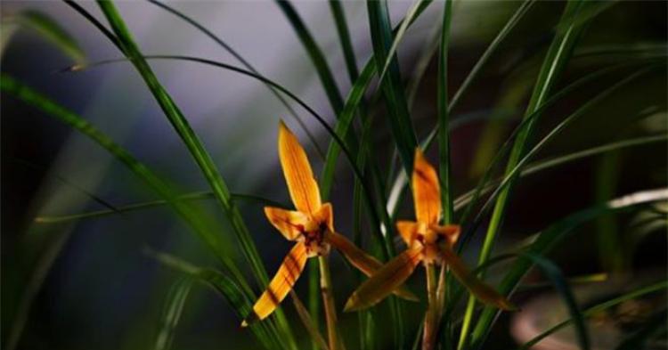 兰花的花语是什么？兰花代表的含义有哪些？