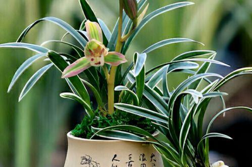 兰花的花语象征与寓意是什么？如何解读兰花的深层含义？