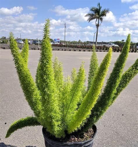雌雄同株的植物有哪些？它们的繁殖特点是什么？