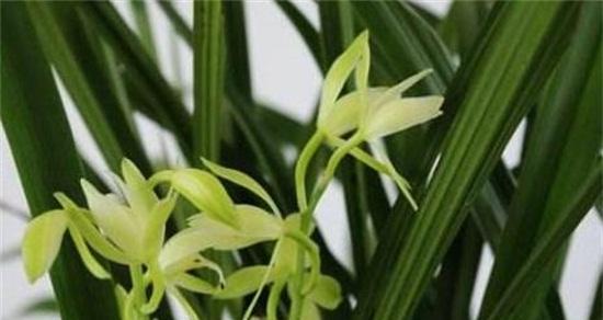 兰花的花语象征与寓意是什么？如何解读兰花的深层含义？