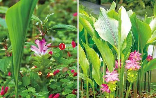 雌雄同株的植物有哪些？它们的繁殖特点是什么？