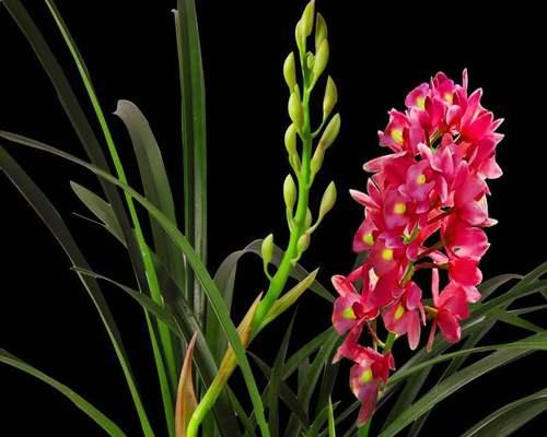 兰花象征着什么？兰花的花语和文化意义是什么？