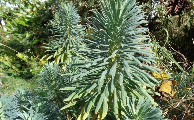 雌雄异株的植物有哪些？它们的识别和分类方法是什么？