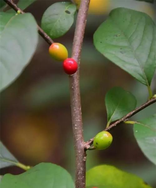 雌雄异株的植物有哪些？它们的识别和分类方法是什么？