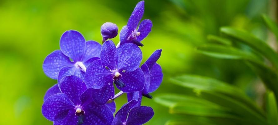 兰花象征着什么？兰花的花语和寓意有哪些常见问题？