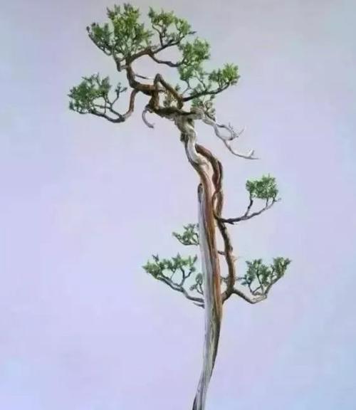 刺柏盆景修剪最佳时间是什么时候？如何正确修剪以促进生长？