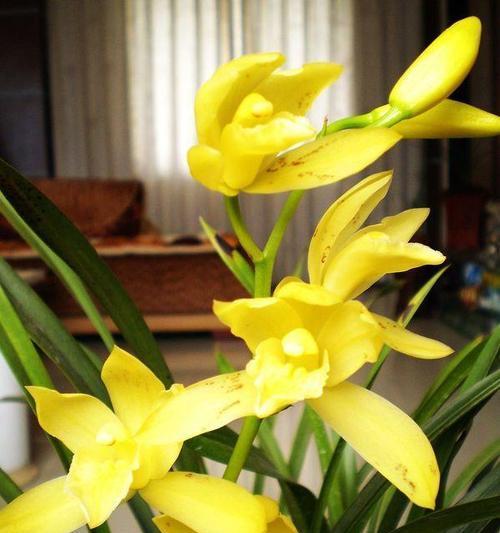 兰花的寓意象征是什么？如何正确解读兰花的花语？