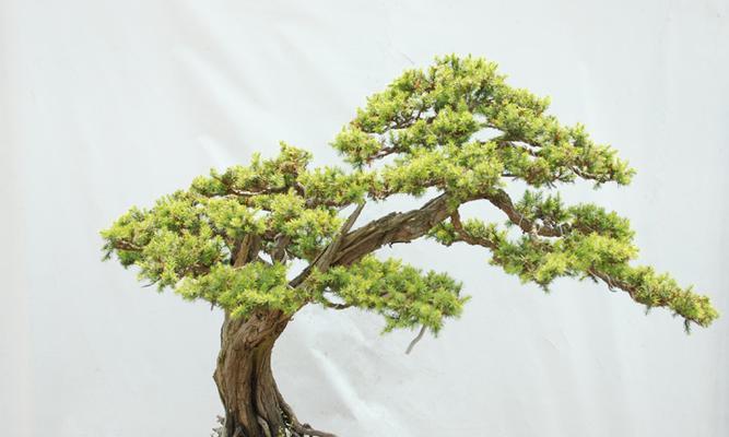 刺柏盆景养护需要注意什么？如何正确管理刺柏盆景？