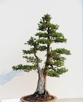 刺柏修剪的最佳时机是什么时候？春季还是秋季？