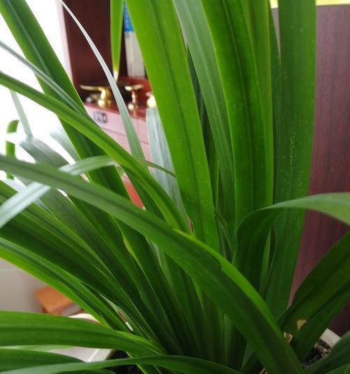 兰花的寓意象征是什么？如何正确养殖兰花？